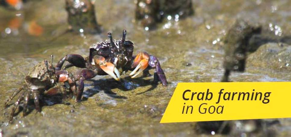 crab_farming_crab-culture_goa