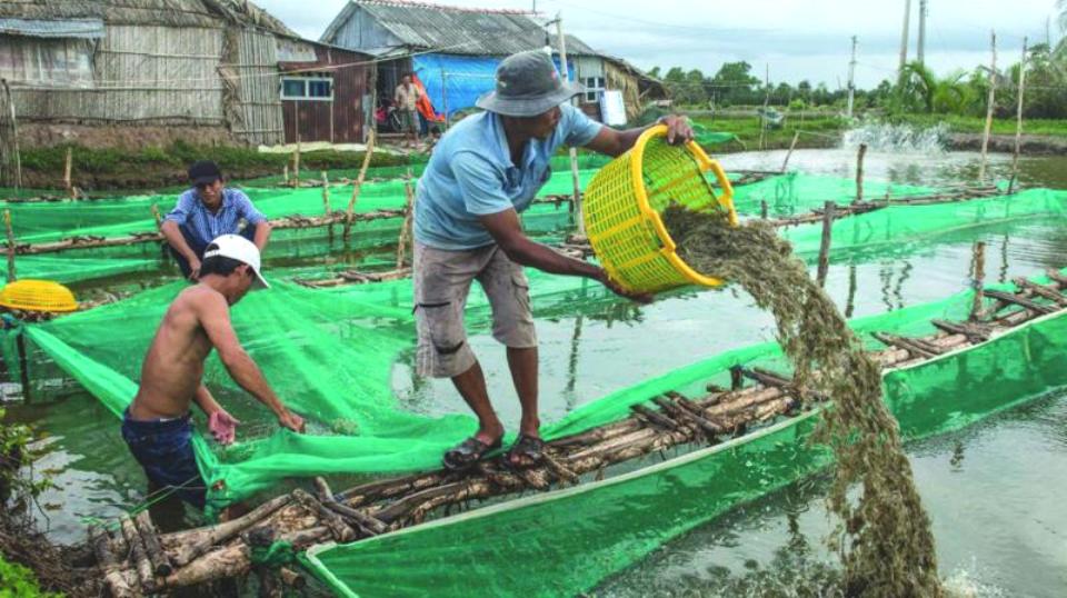 shrimp-farming