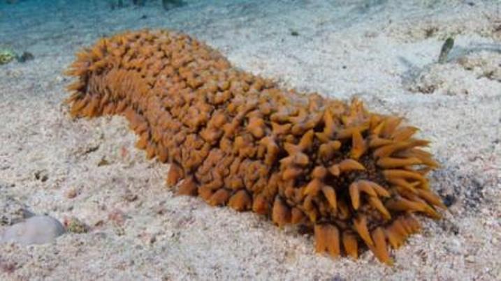 spiked-sea-cucumber