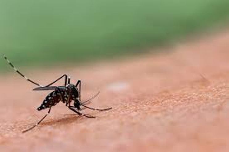 mosquitoes-dengue