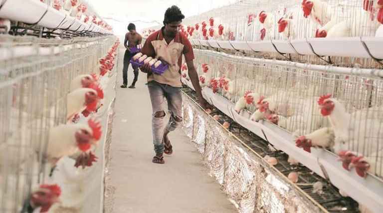 poultry-farm