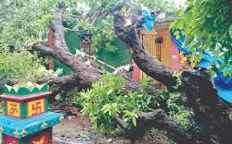 goa rains fallen tree