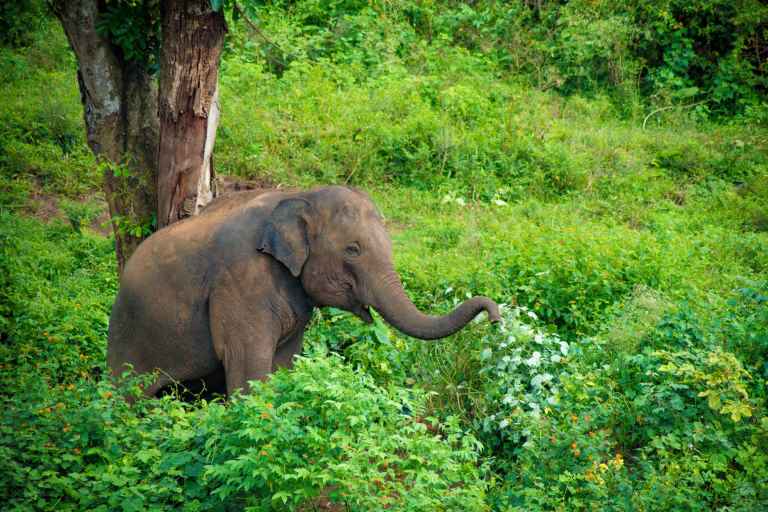 india-dudhwa-elephant-reserve