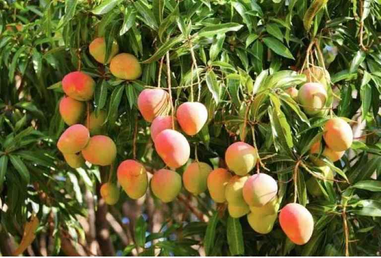 mango-crop