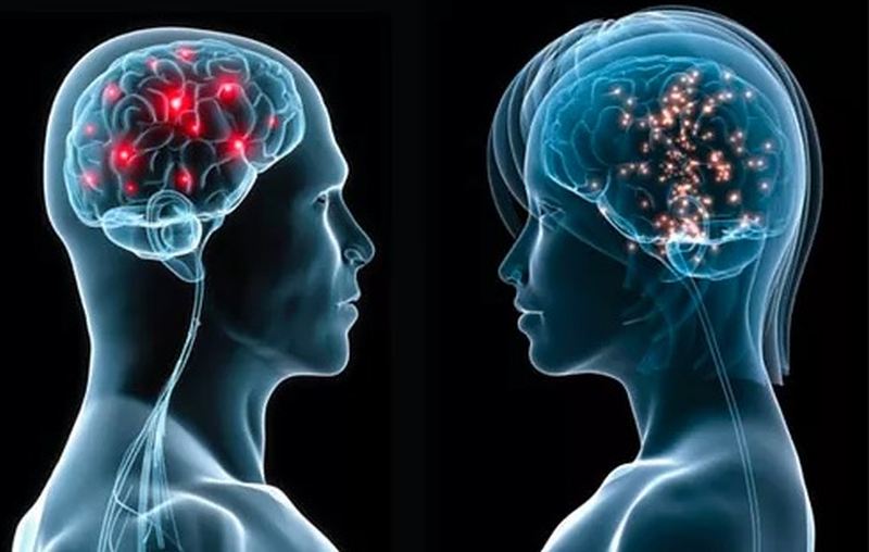 human-male-female-brain
