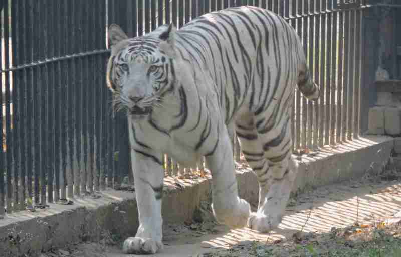 white-tiger-vijay-delhi-zoo