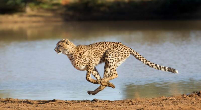 cheetahs-kuno-national-park