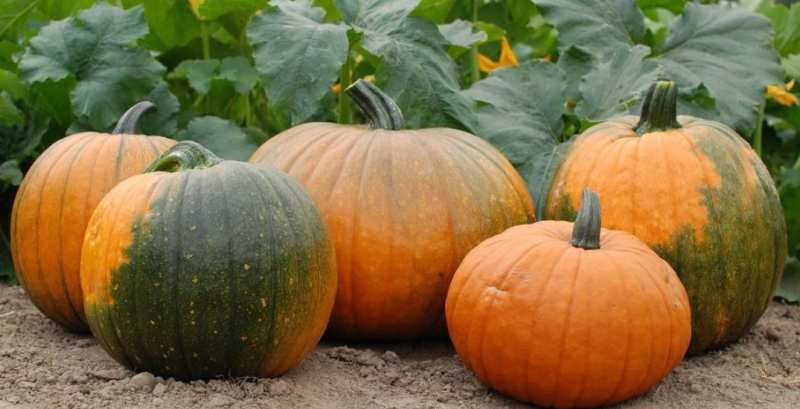 pumpkin-cultivation