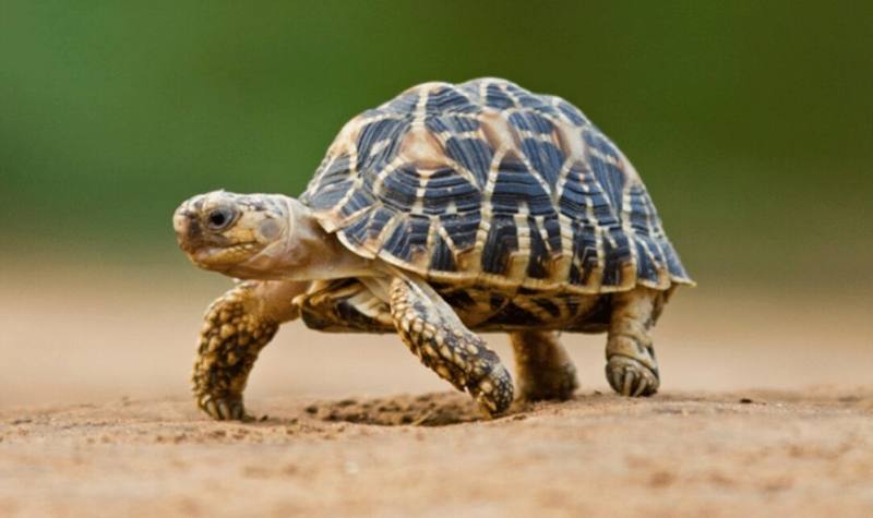 Indian-star-tortoise